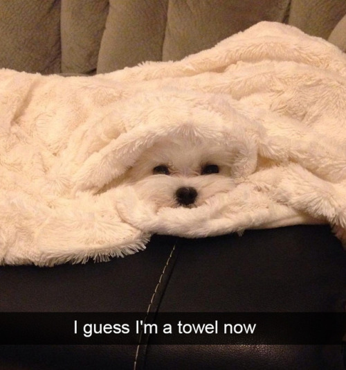 babyanimalgifs:Dog snapsvia @animalsnaps