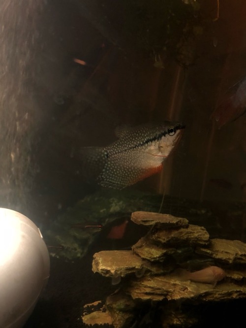 Pearl Gourami