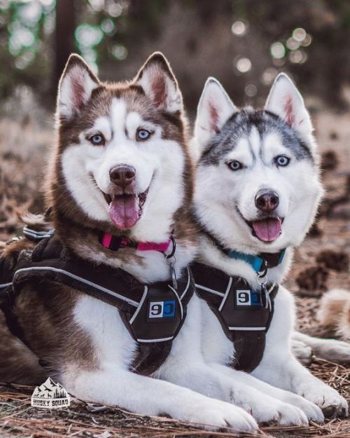 trasemc:My husky family