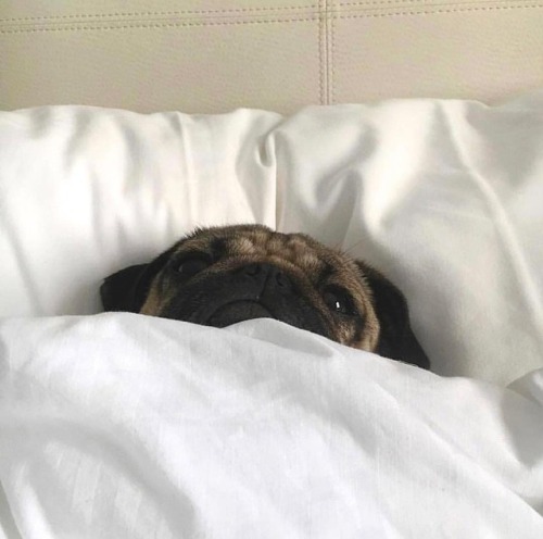 doggosource:snug as a pug