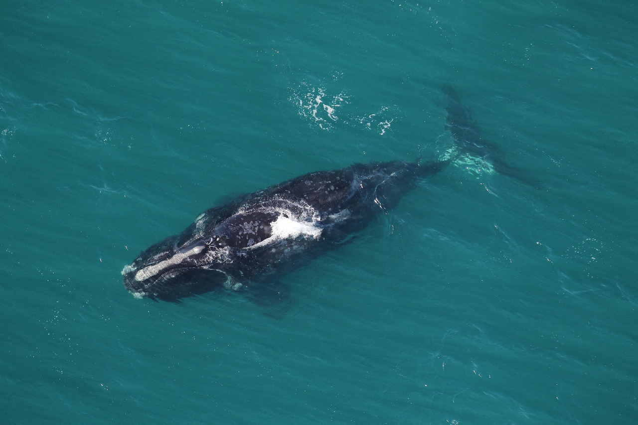 Protect Right Whales North Atlantic Right Whale Halo 3546