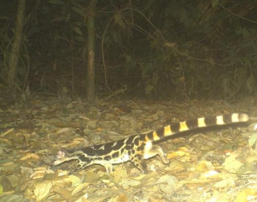 deermary:The Banded Linsang (Prionodon linsang), or...