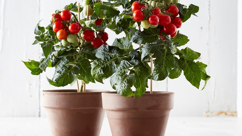 Agritecture Tesco Launches Indoor Tomato Plant That Keeps On