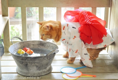 violetprince:Apelila, a gorgeous orange tabby from Tokyo, Japan,...