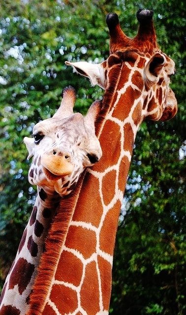 Giraffe On Tumblr