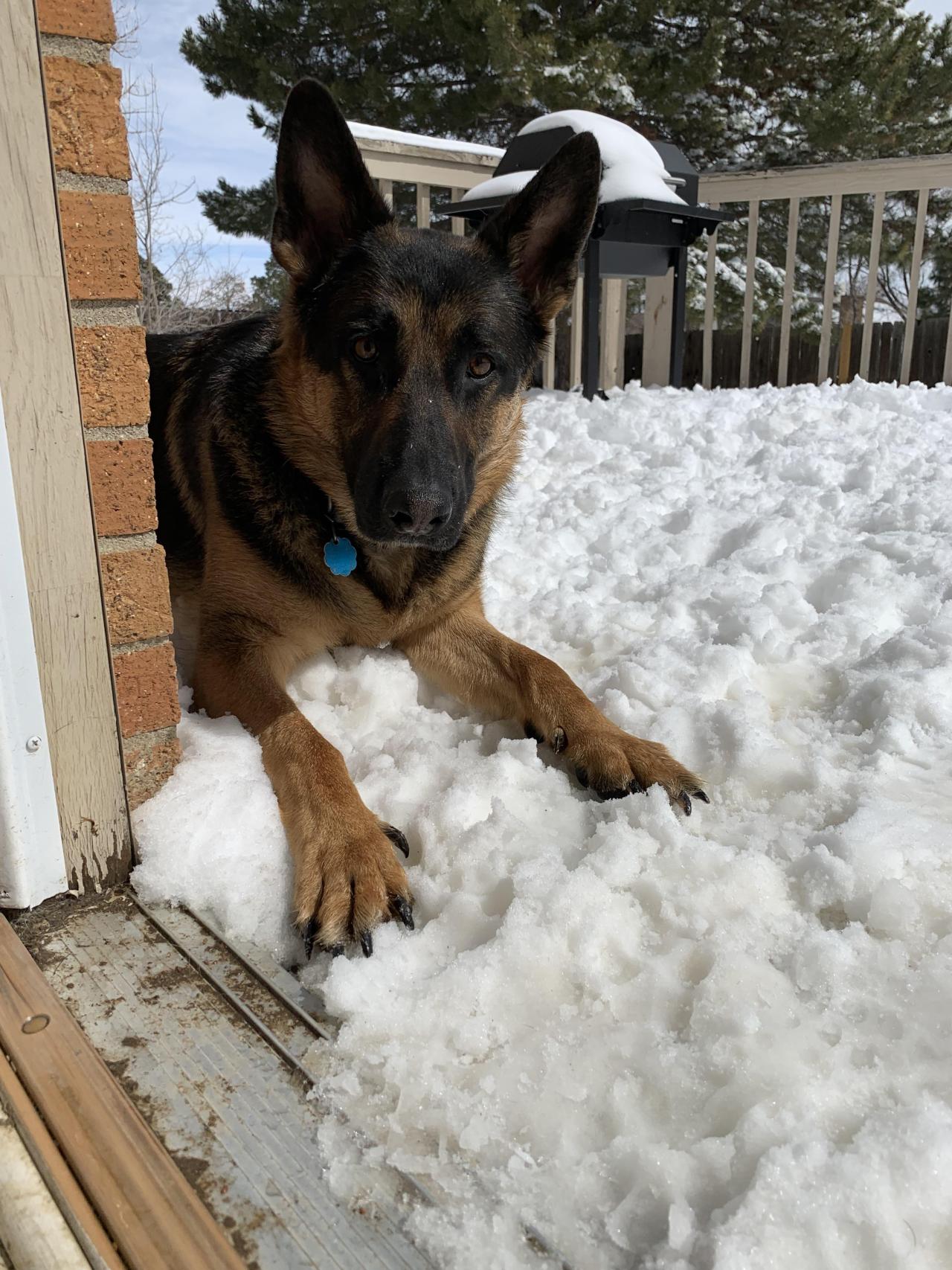 cuteness–overload:
“ Kai is almost three and we just moved to Aurora, Colorado in time for the Cyclone Blizzard. He’s never seen snow. He can’t get enough. He won’t come inside. He just plays and then lays in it. He’s my dood.
Source:...