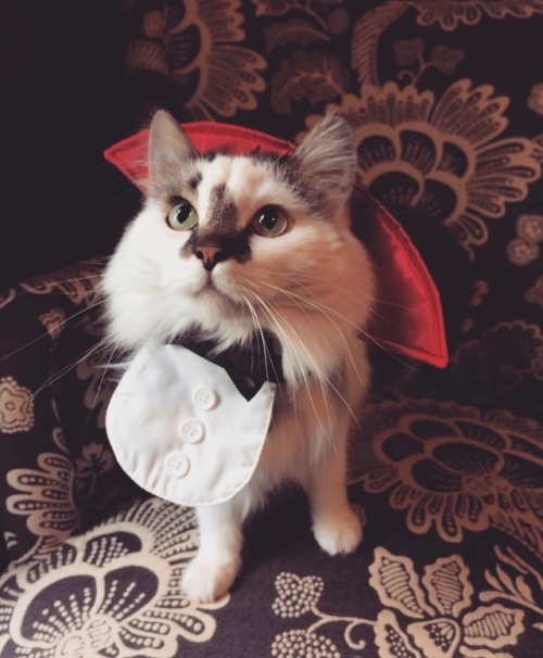 awitchhaunted:Kitty Dracula