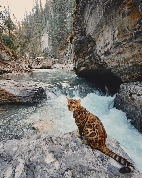 culturenlifestyle:Beautiful Bengal Cat Suki Adds Magic With Her...