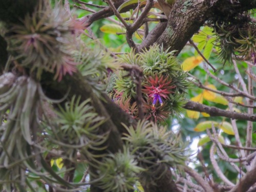 Tillandsias in Cuernavaca, Mexico this morning, 2017.5.27