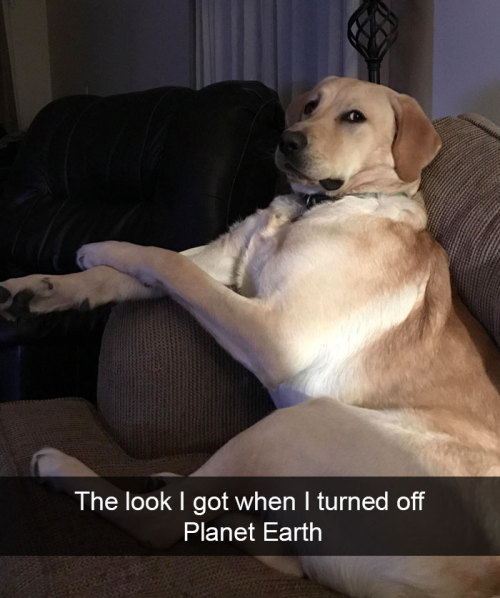 animalsnaps:Dog snaps