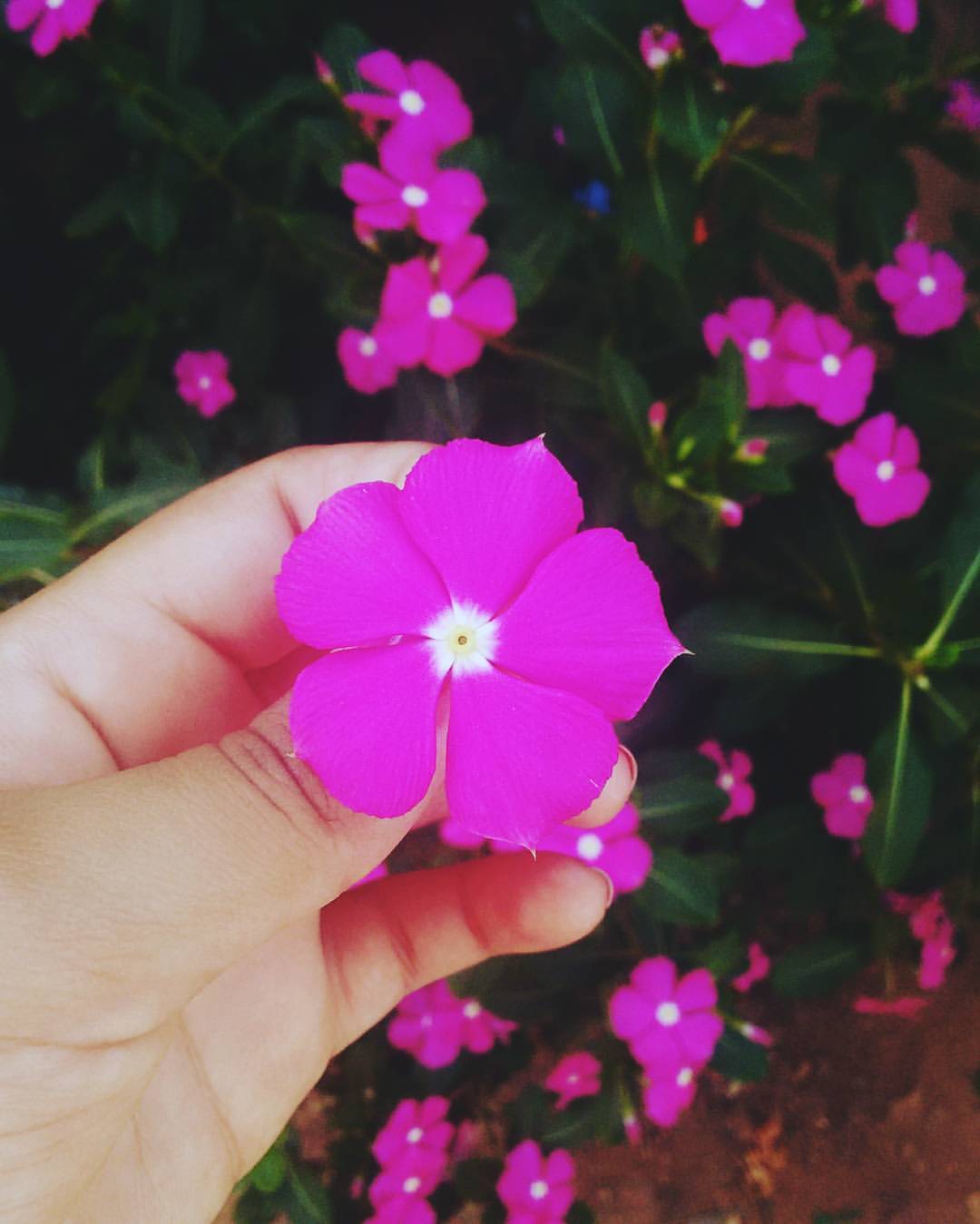 Fotos De Flores Tumblr Para Instagram