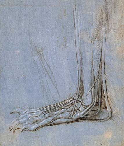 artist-davinci:The anatomy of a foot, Leonardo Da VinciMedium:...