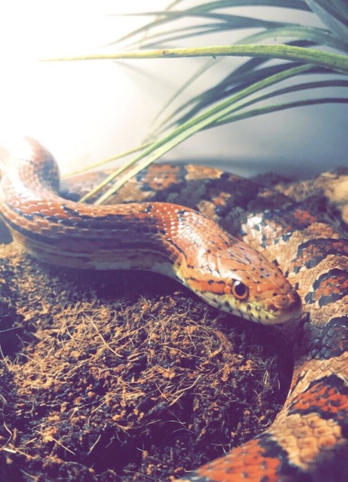 xspiderfanx:william-snekspeare:william-snekspeare:everyone please shame my corn snake Mango...