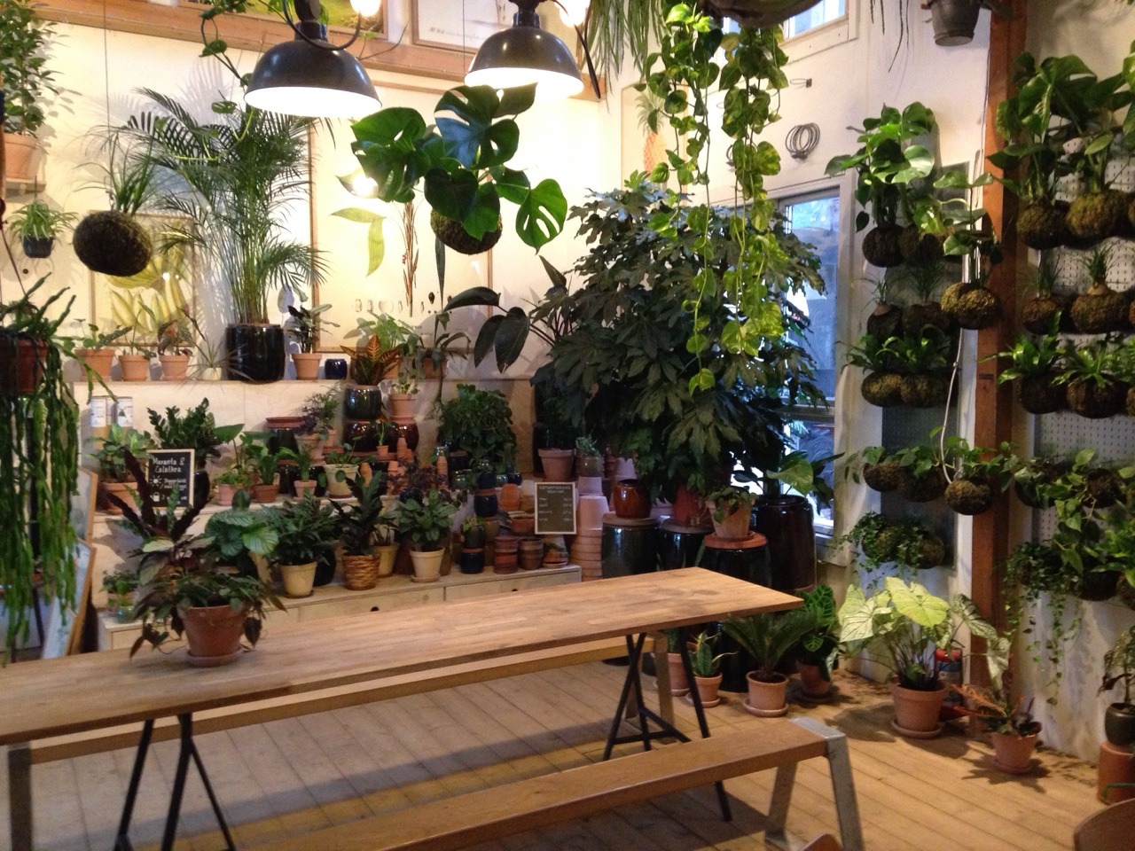 The Plant Cafe  Zapdosun