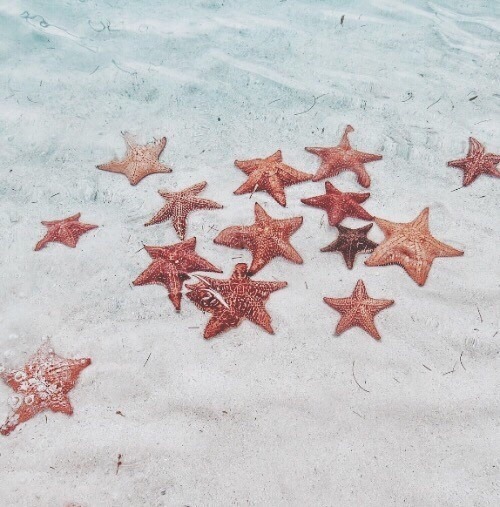 starfish beach | Tumblr