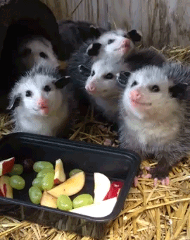 Possums chew funny Found an adorable animal GIF? Submit it here.