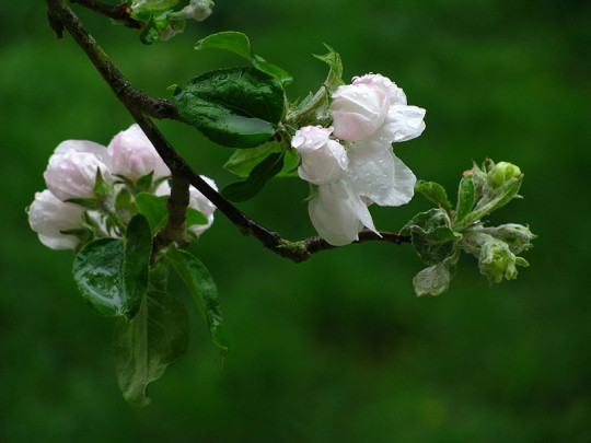 Gravenstein Apple Blossoms Dripping