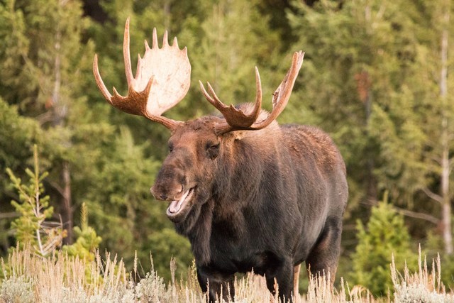 A bellowing Moose bull calls to females and rivals... - Rhamphotheca