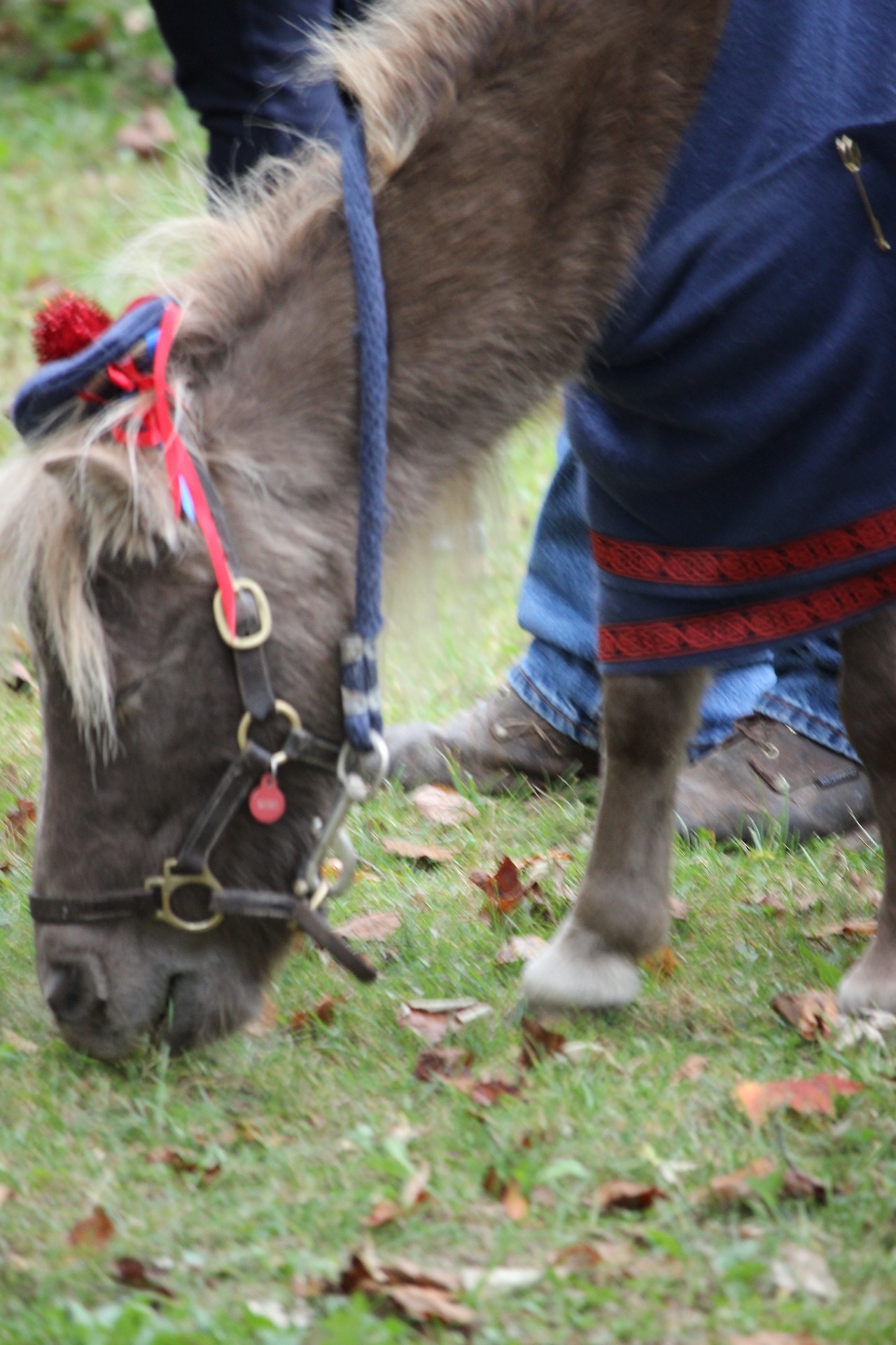 Ligonier Highland Games — Shetland Pony