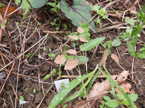 ハルジオンだかヒメジョオンだかが開花＆繁茂。茎が中空なのがハルジオンらしいので、今度見分けよう。生薬は概ね順調。ミントとカジイ...