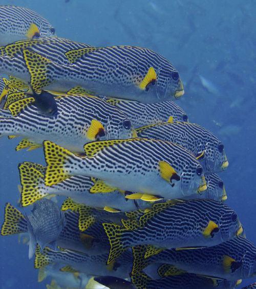 cool-critters:Yellowbanded sweetlips (Plectorhinchus...