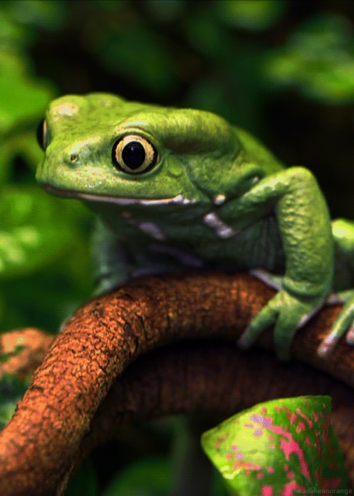headlikeanorange Waxy monkey frog (The Zoo Mother Nature's Animals