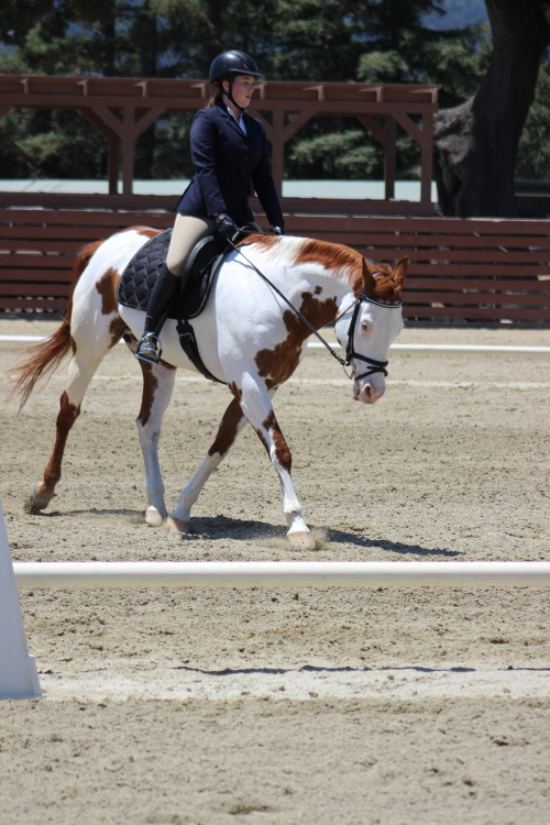 small-but-sassy-dressage:Streeeeetchhhh{PC @abj-photography}