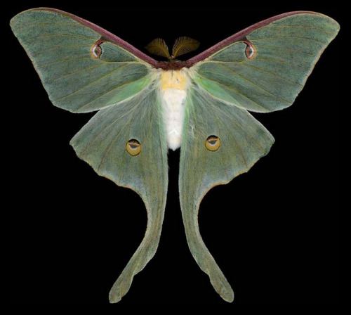 ex0skeletal:Winged Tapestries: Moths at Large, a special...