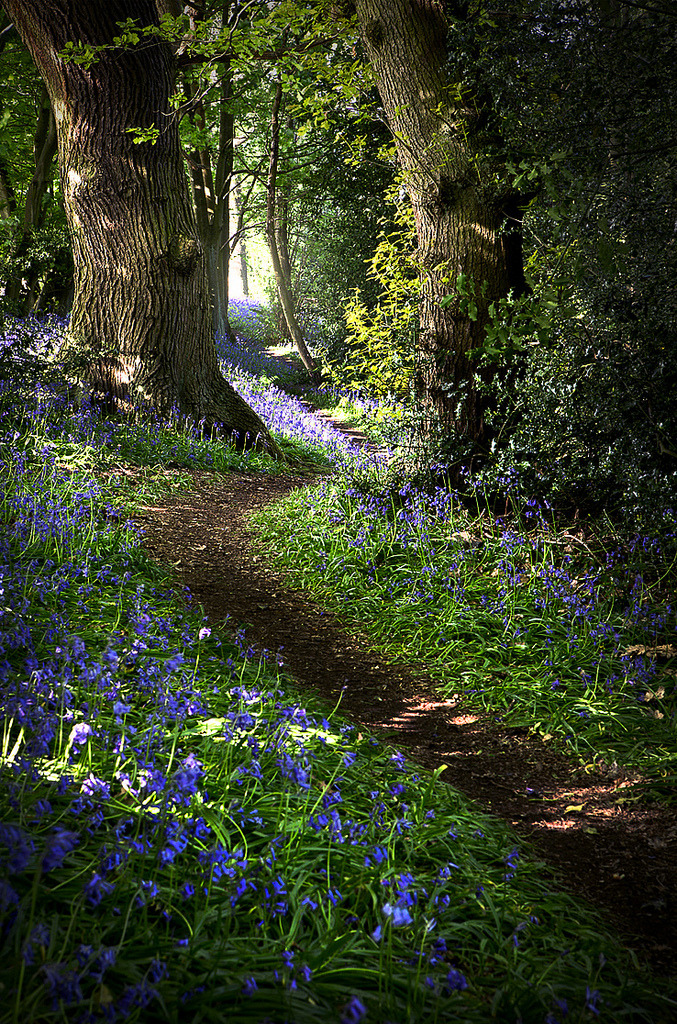 inspirationlane: “Bluebell 02 (by Matt Oliver photography) ”