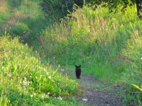 geopsych:And then there was the day a little black cat showed up...