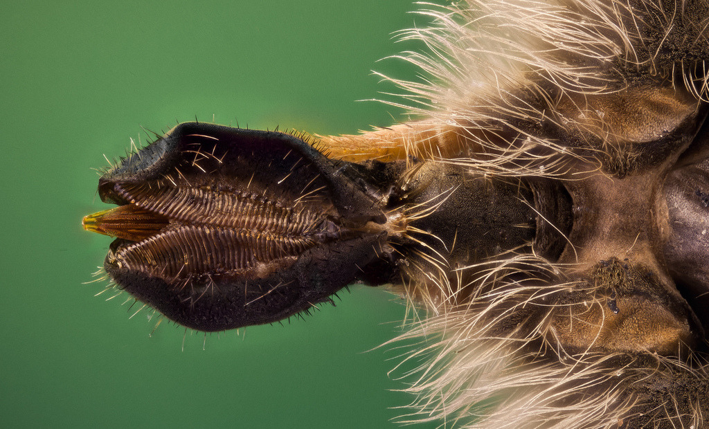 science-visualized-proboscis-of-the-pale-giant-horse-fly-macro