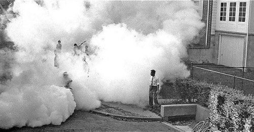 newjerseygothic:Clouds of DDT from the mosquito truck in...