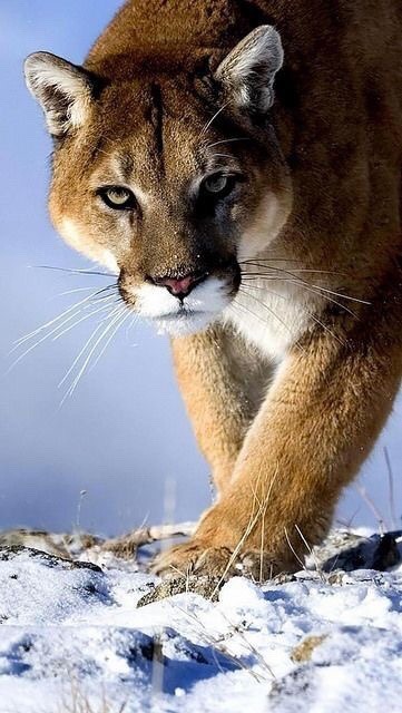 cougar tumblr pictures