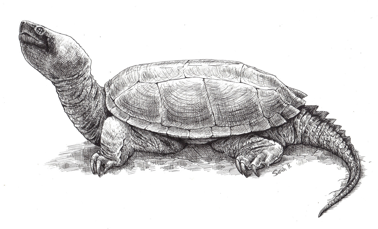 Verdant Bones Snapping turtle pen drawing based on a photo I...