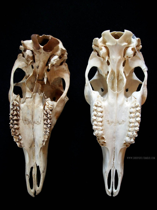 shadyufo:Crooked Doe Skull. Some better pics and also some...