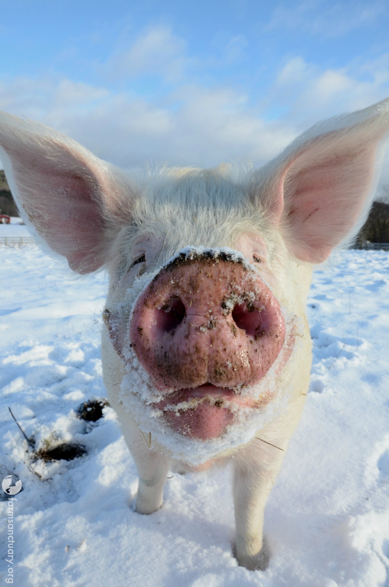 Animals of Farm Sanctuary — Andy Pig: Why is he always smiling? There ...