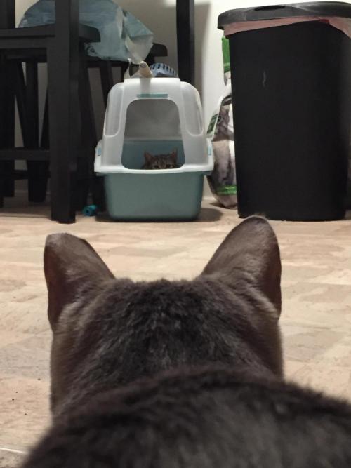 catasters