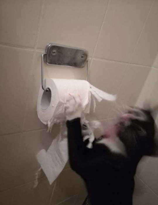 Cats And Toilet Paper Tumblr