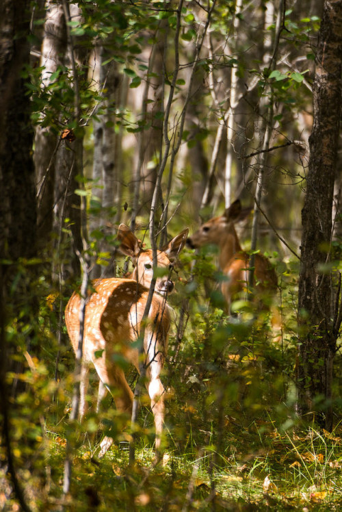 funkysafari:White tailed deer by Darren_Kirby