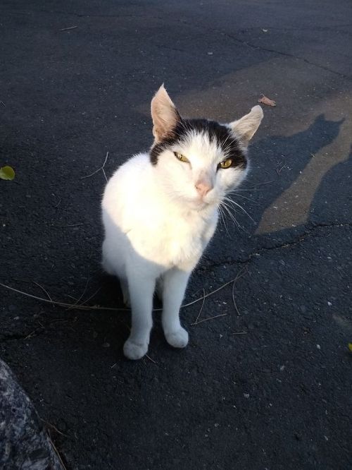 Found this cat with people hair