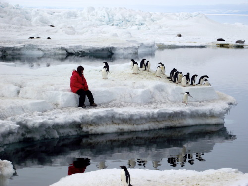 A beautiful morning at the Adelie colony! The ocean water is...