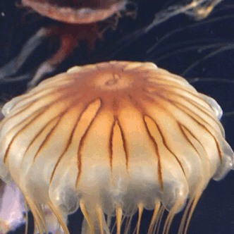 long beach aquarium jellies jellyfish fish ocean gif Art beautiful inspiring amazing lights aquarium of the pacific