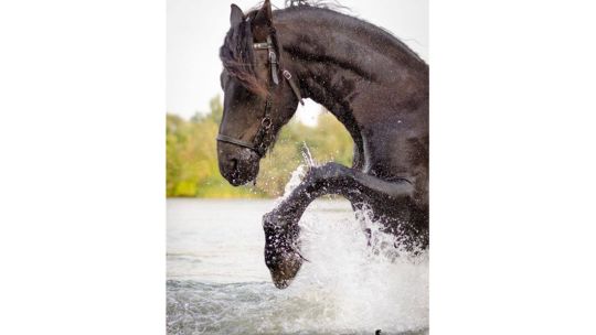 CAV Leserfotos Friesen Rasse Amelie Pau Schmidt