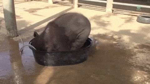 Baby elephant plays in a bucket