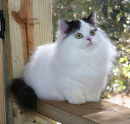 coolcatgroup:LOOK AT THOSE FLUFFY STUBS