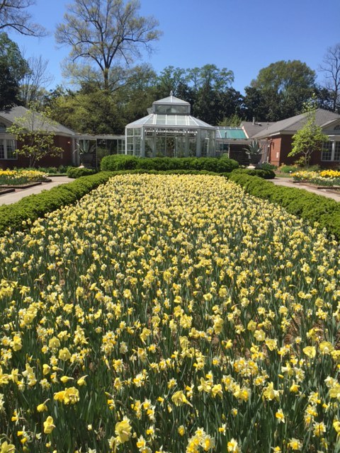 Dixon Gallery Gardens Beautiful Blooms The Scout Guide