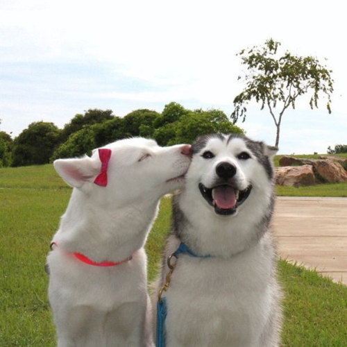 boredpanda:Dog Best Friends That Can’t Be Separated