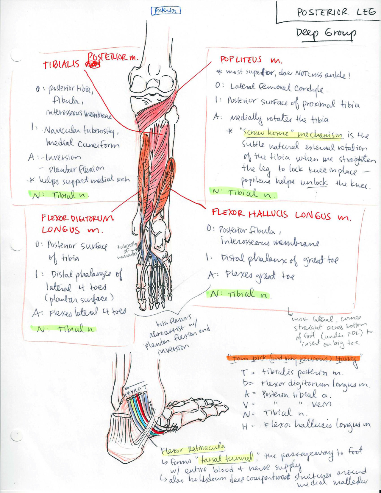 Lower Limb part 2 - ambitions like ribbons