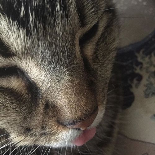 jesswynneus:Happy Monday. #tabbycat https://ift.tt/2DKG5lW