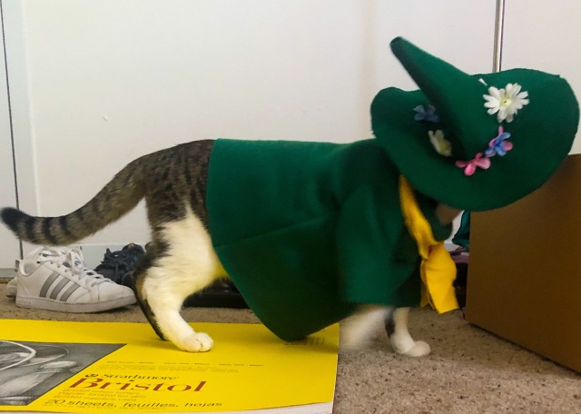 snufkin the cat, wearing a costume of snufkin from moomins. he sits staring at the camera wearing a green hat and jacket and a yellow scarf
